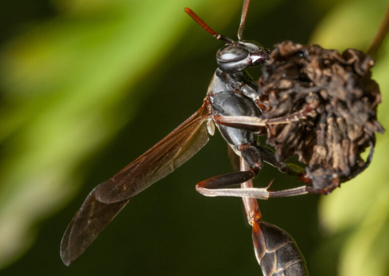 Veneno de maribondo pode ajudar no tratamento do Alzheimer